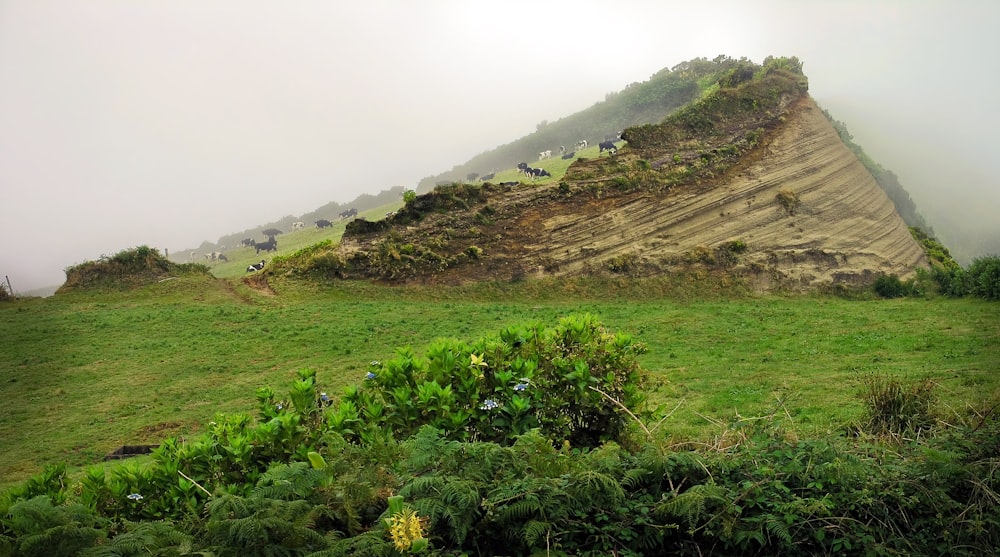 green grass field and mountain during daytime