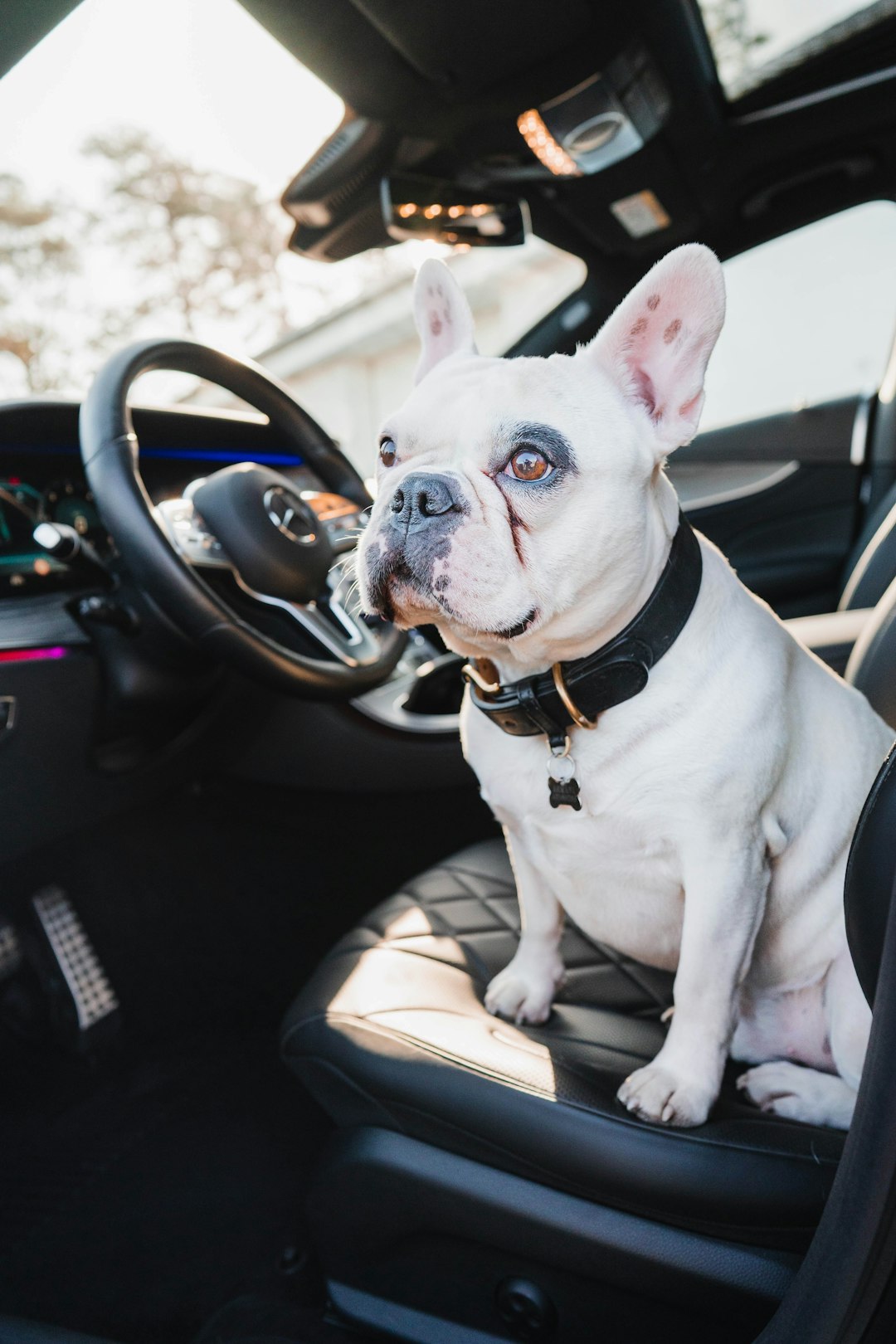 white and black french bulldog sitting on car seat