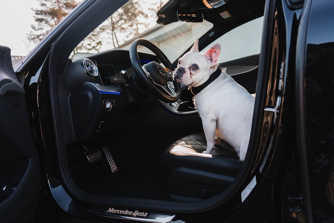 white and black short coated dog in car