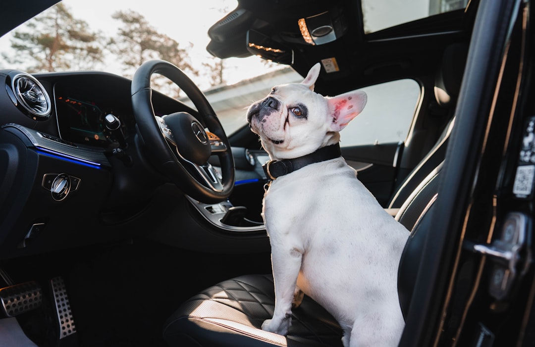 white and brown short coated dog in car