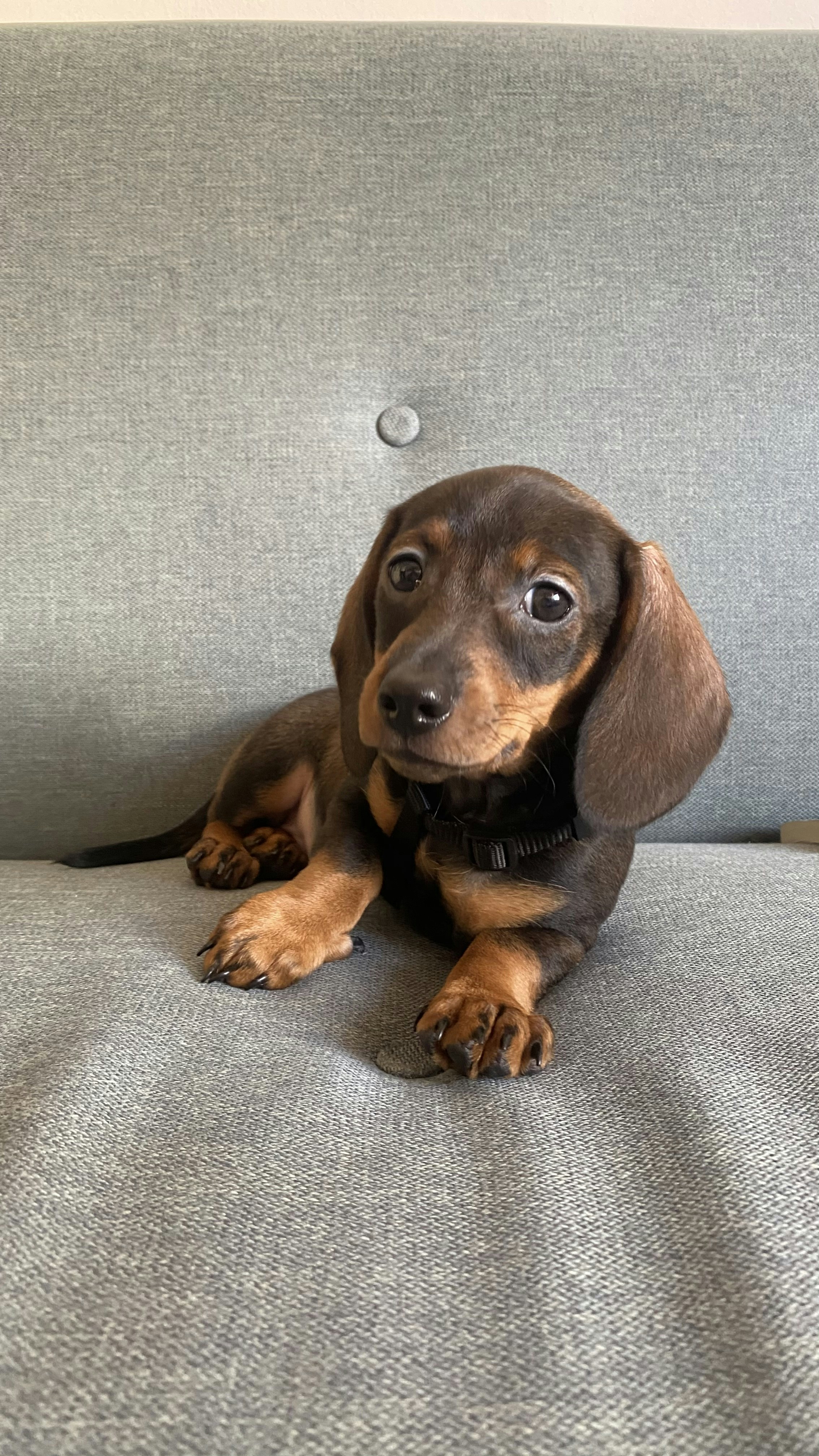 Filhote Dachshund Alegre