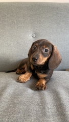 A small dachshund puppy with a smooth brown and black coat lies on a grey upholstered surface, looking directly at the viewer with big, curious eyes and floppy ears.