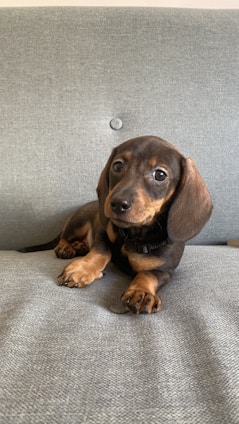 A small dachshund puppy with a smooth brown and black coat lies on a grey upholstered surface, looking directly at the viewer with big, curious eyes and floppy ears.