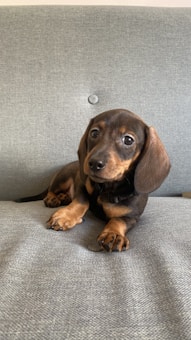 A small dachshund puppy with a smooth brown and black coat lies on a grey upholstered surface, looking directly at the viewer with big, curious eyes and floppy ears.