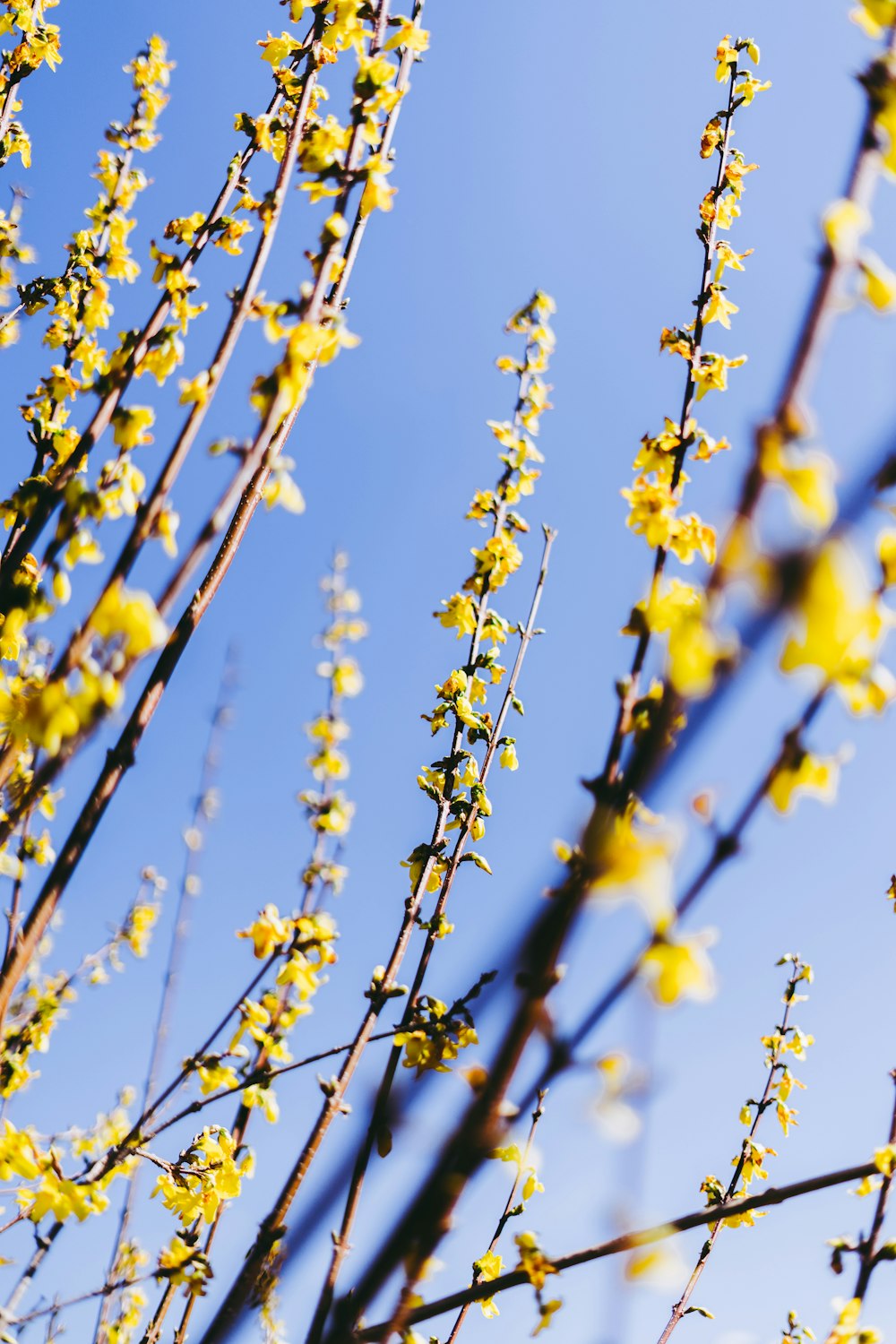 yellow flowers in tilt shift lens