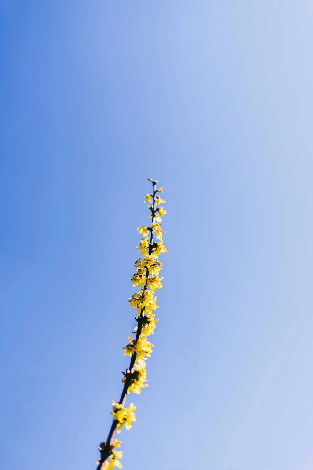 gelbe Blume unter blauem Himmel tagsüber
