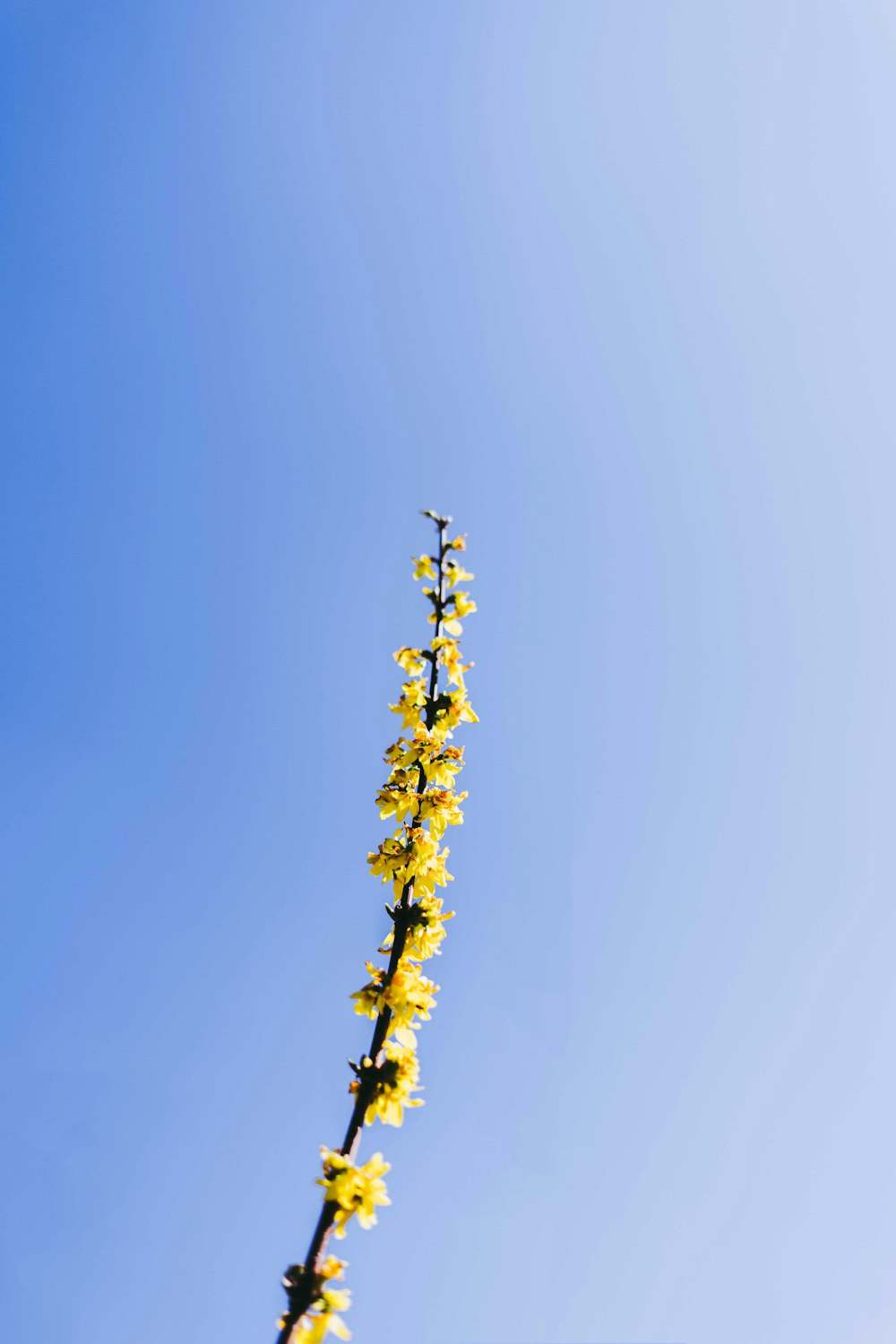 fiore giallo sotto il cielo blu durante il giorno