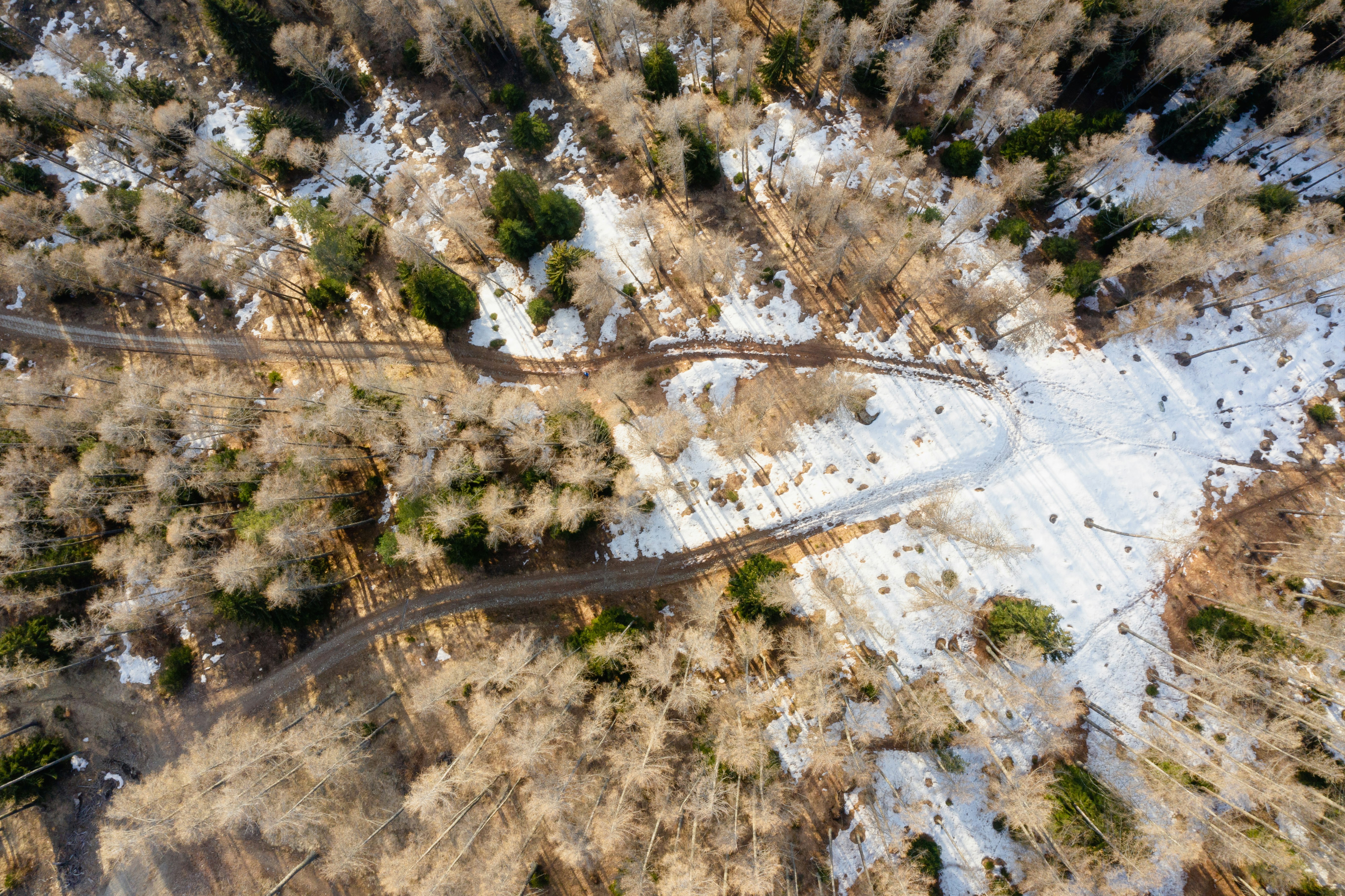 aerial view of road between trees