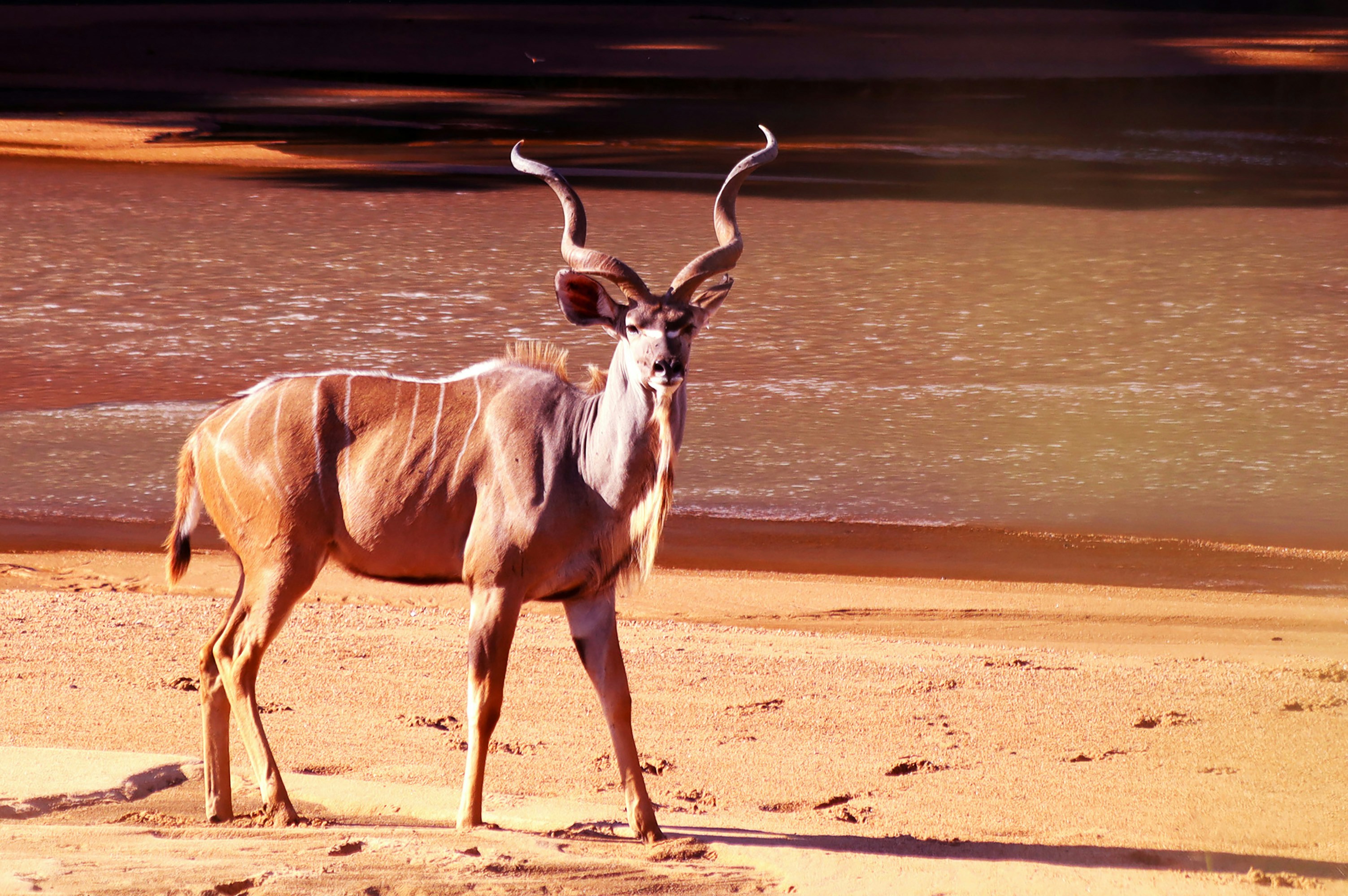 brown and white deer running on brown sand during daytime