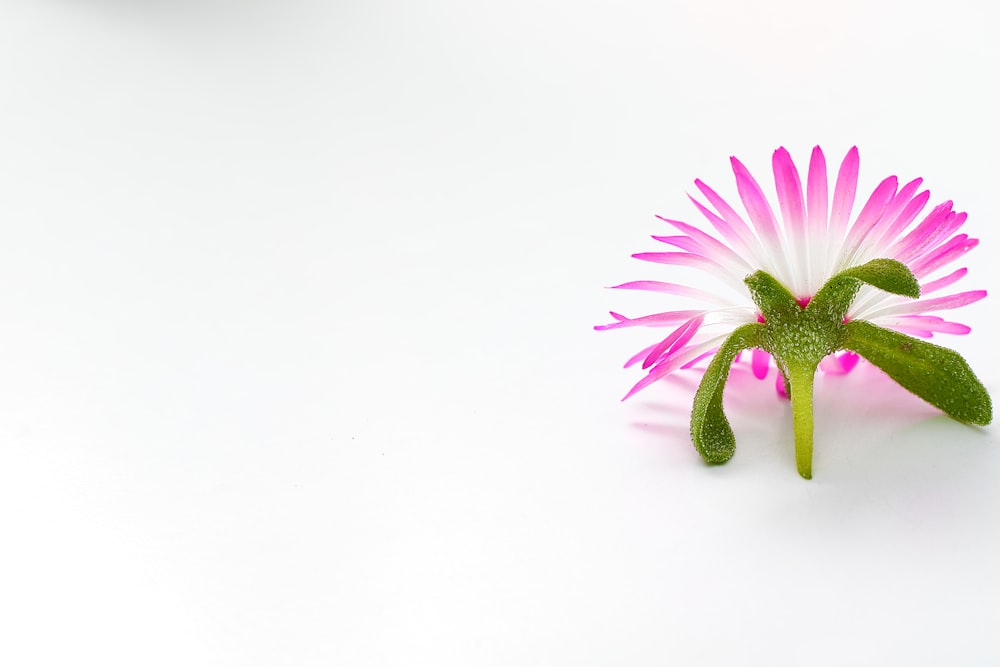 pink and green flower on white surface