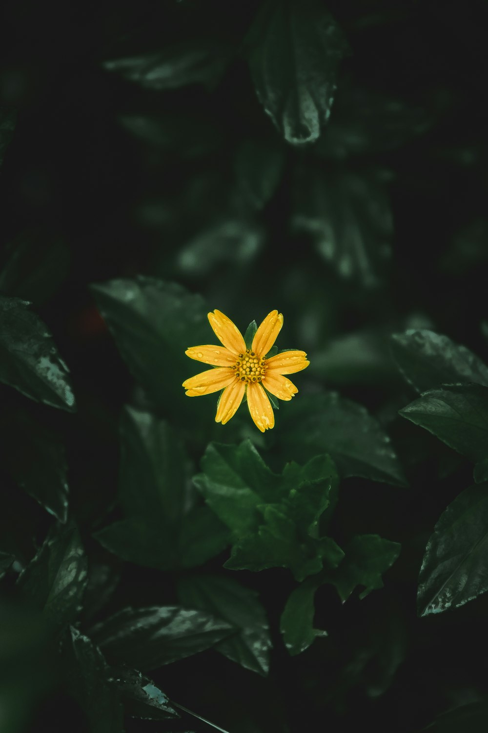 flor amarilla con hojas verdes