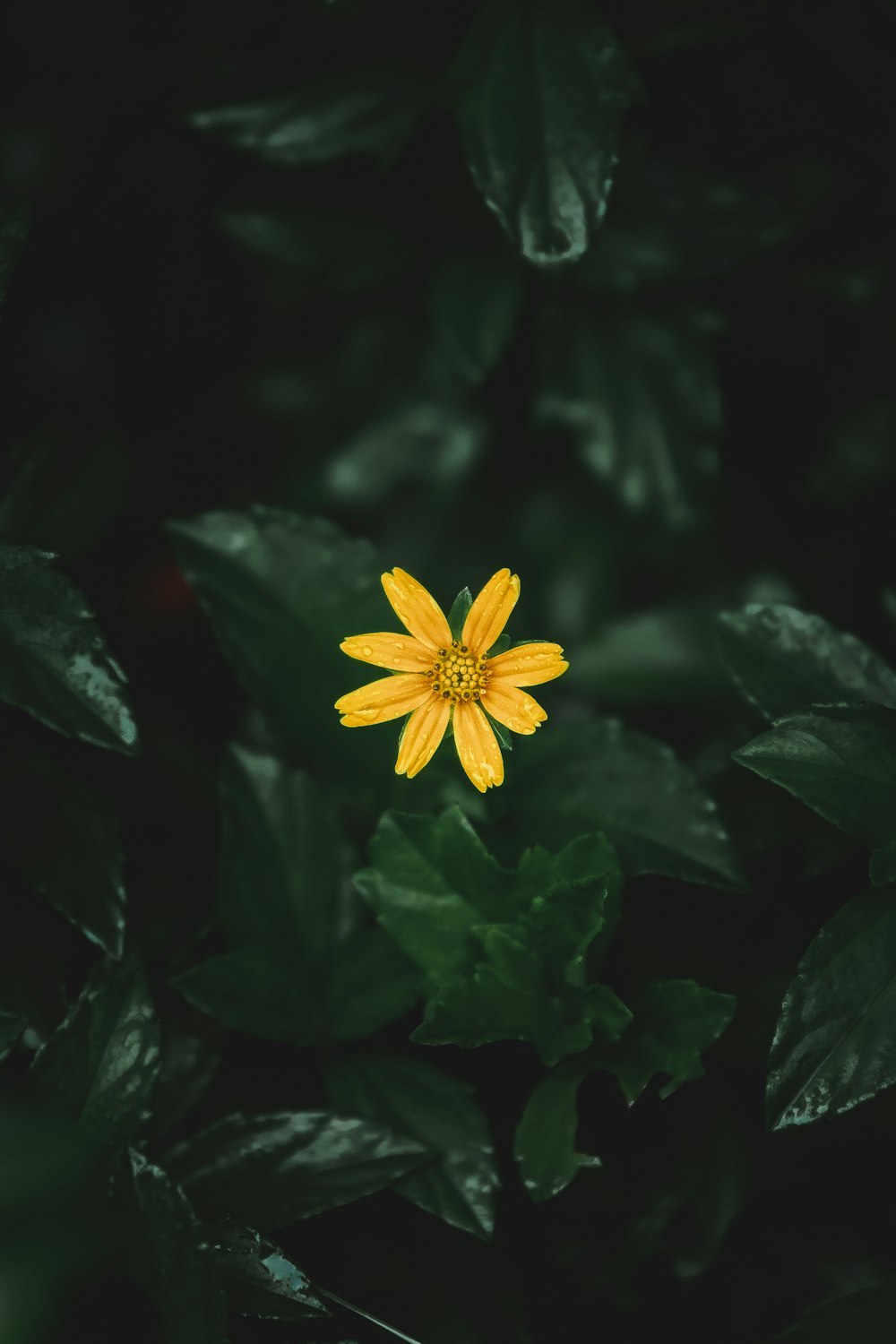 yellow flower with green leaves