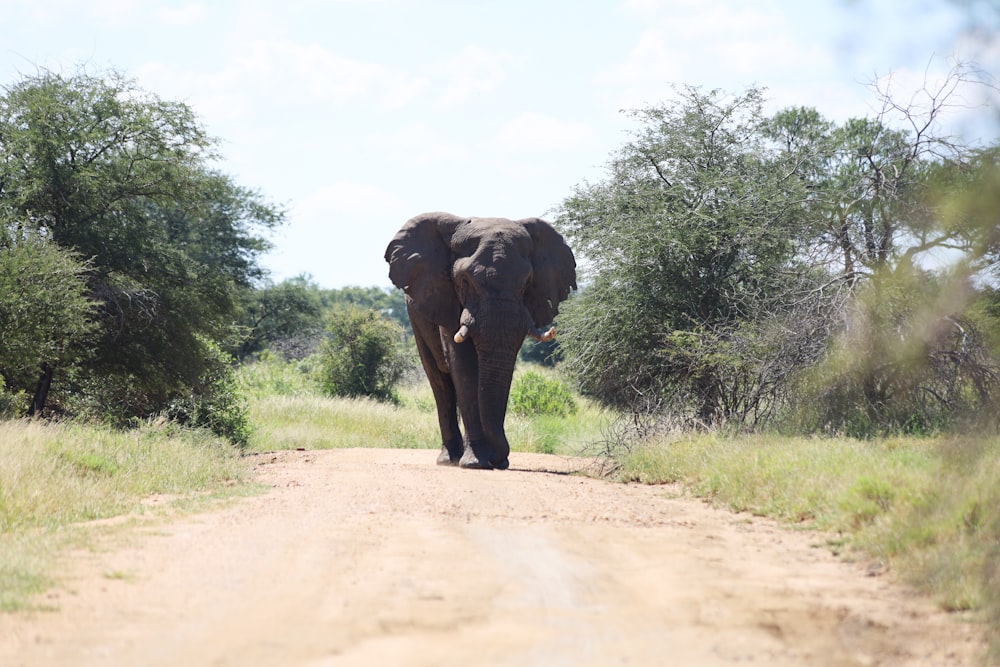 elephant walking on dirt road during daytime