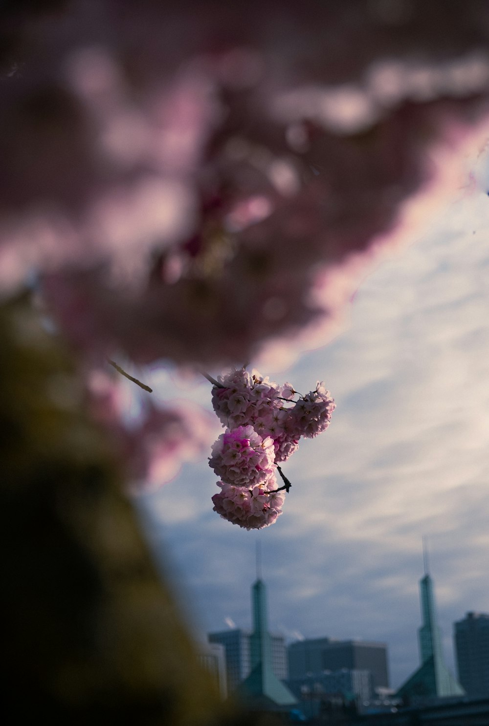 pink flower in tilt shift lens