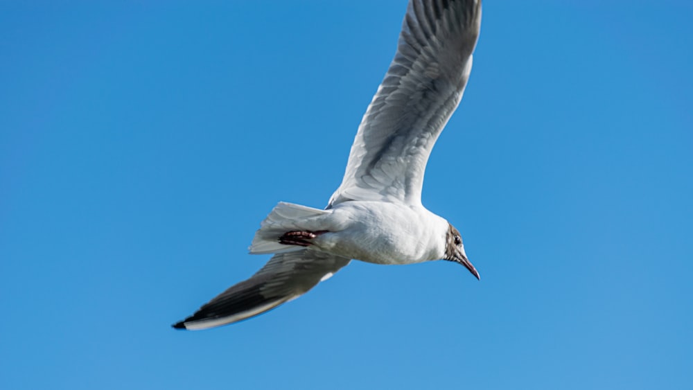 white gull flying during daytime