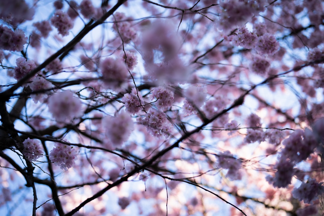 white and brown tree branches