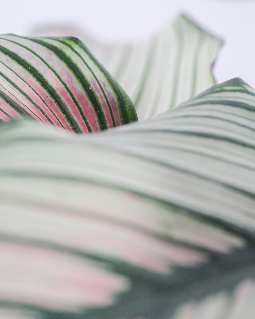 white black and green stripe textile