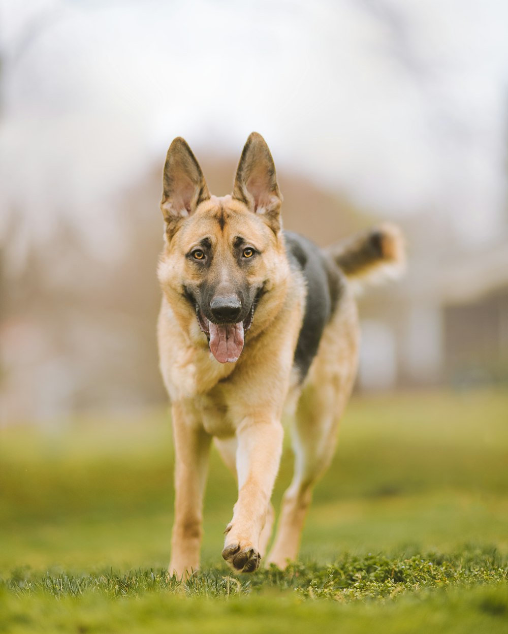 black and tan german shepherd running on green grass field during daytime