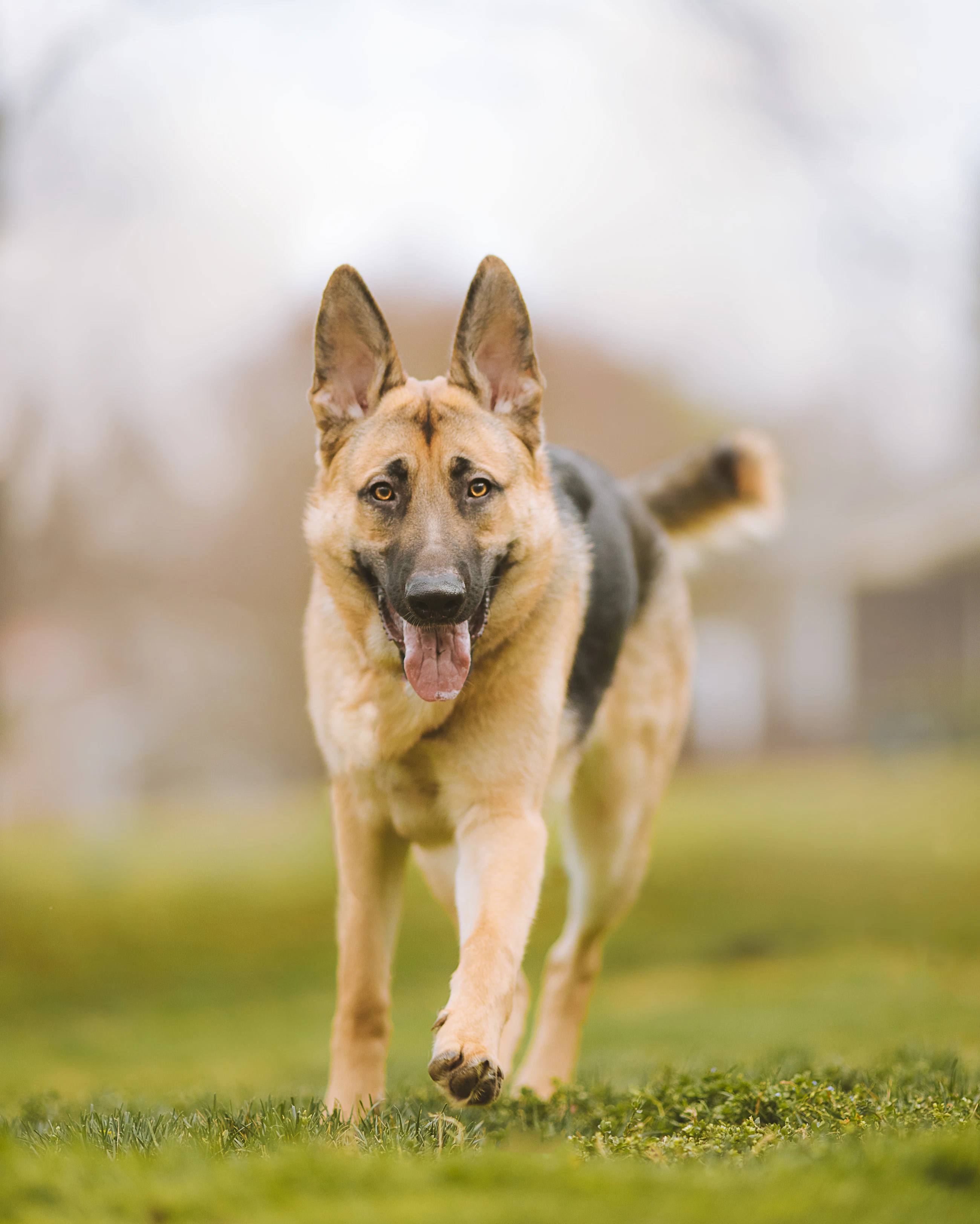 A dog running across an open field
