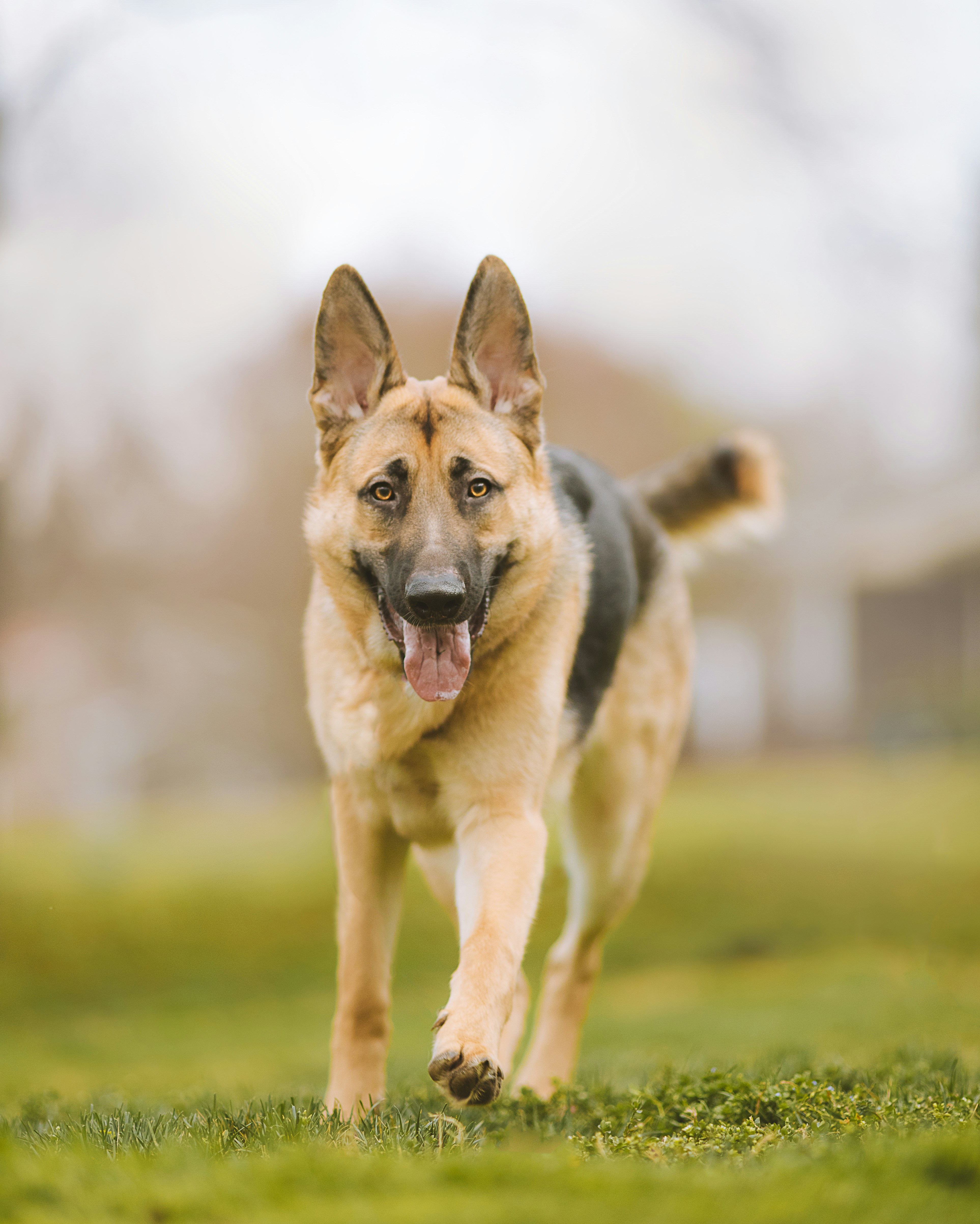 Dog Statistics 2023: Insights Into The World Of Canines - WAF