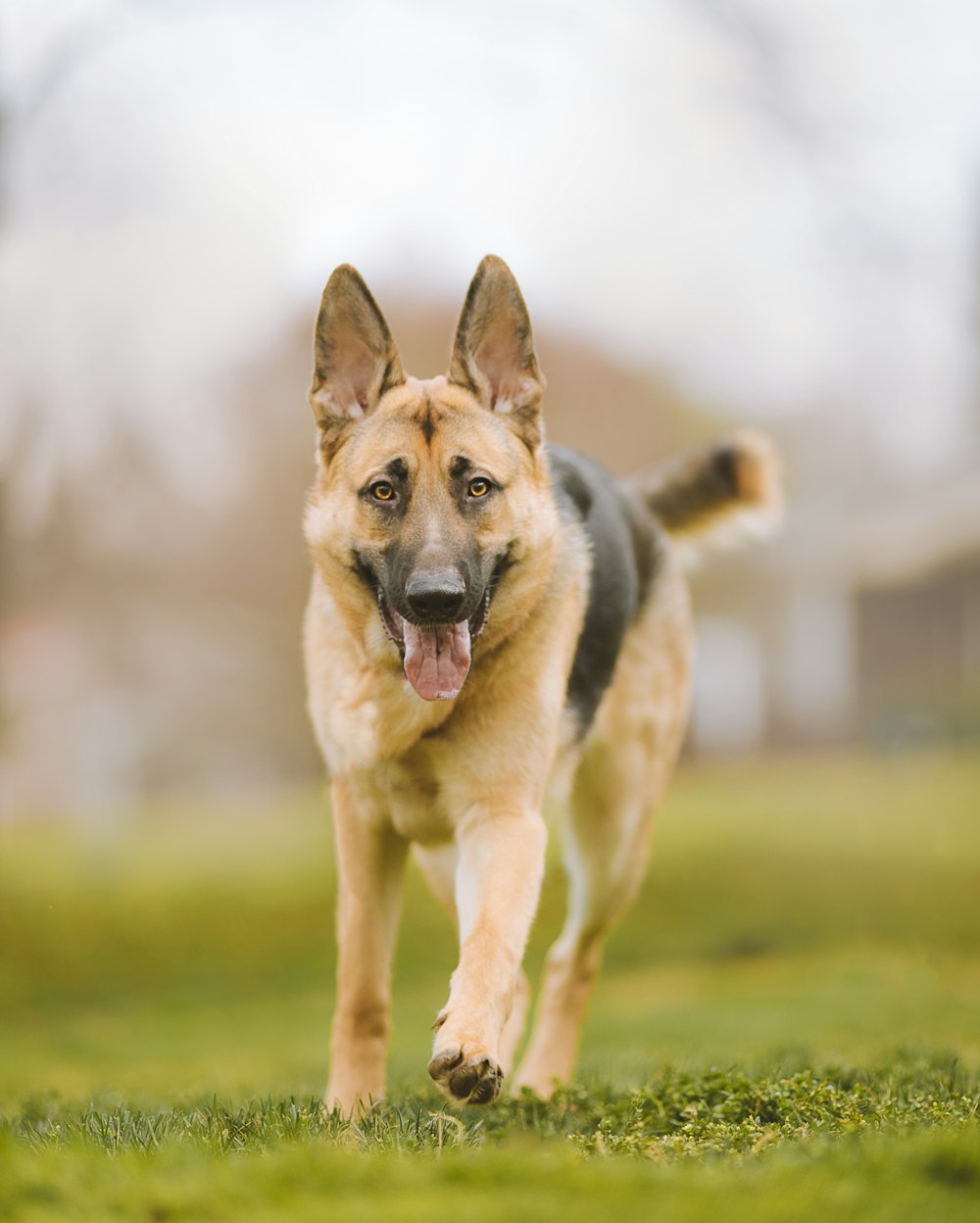 Schwarzer und brauner Deutscher Schäferhund, der tagsüber auf grünem Grasfeld läuft