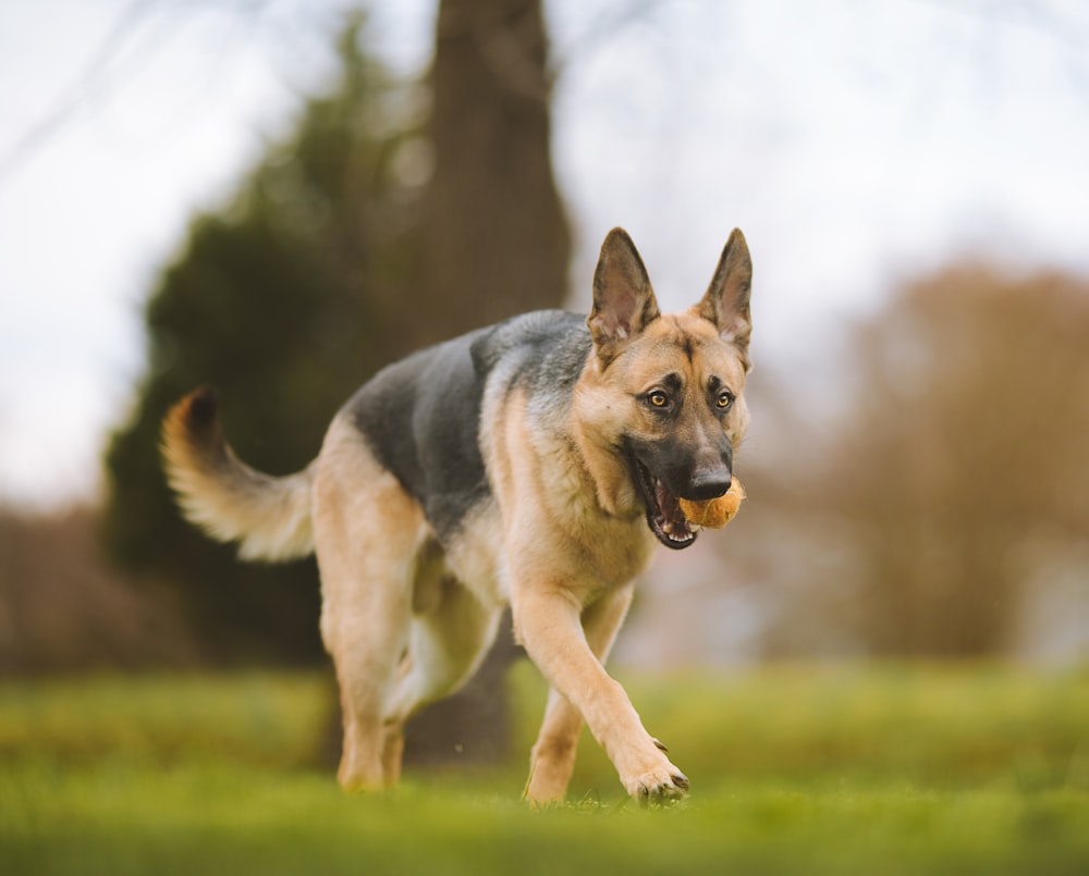 black and tan german shepherd running on green grass field during daytime