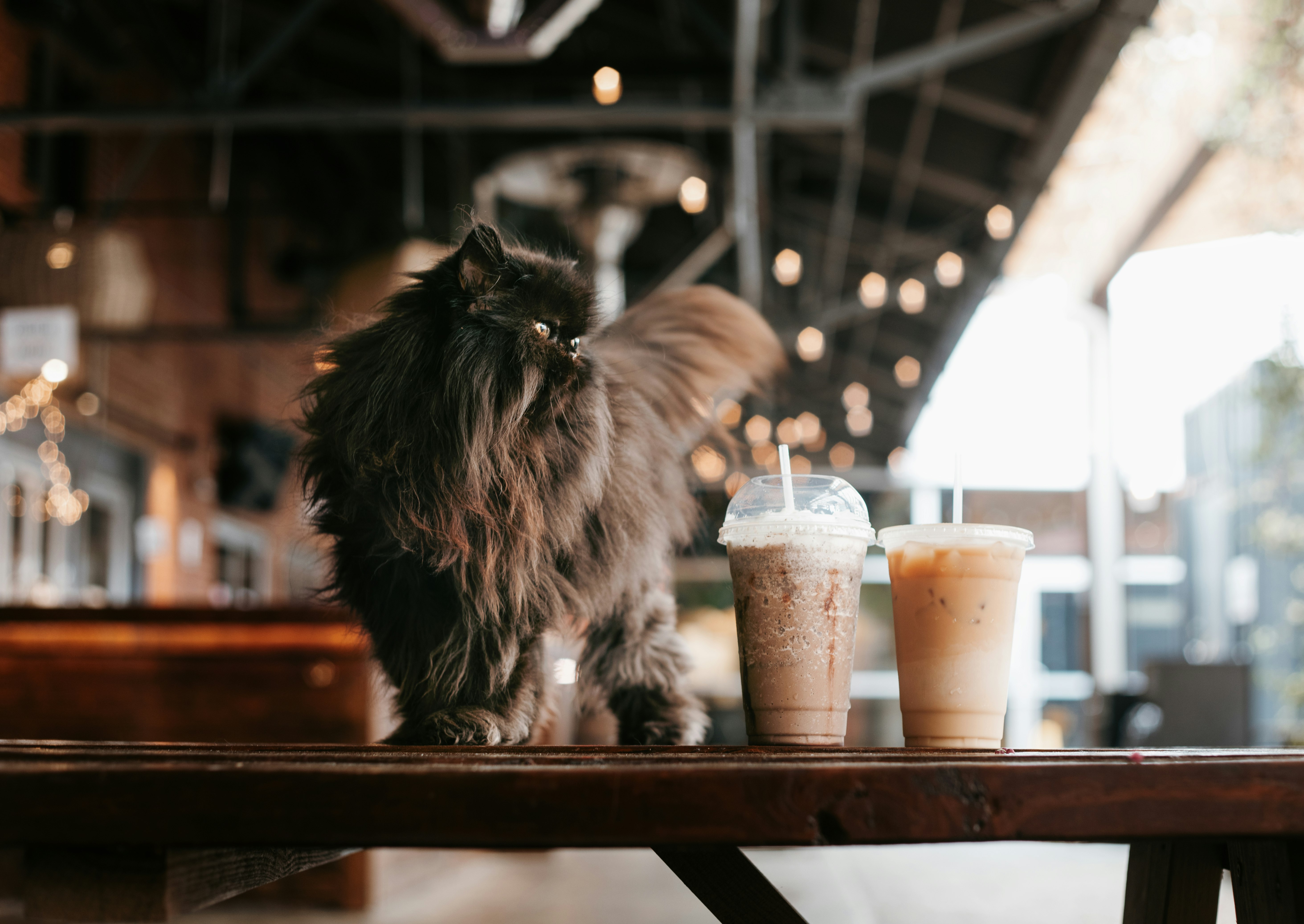 black cat on brown wooden table