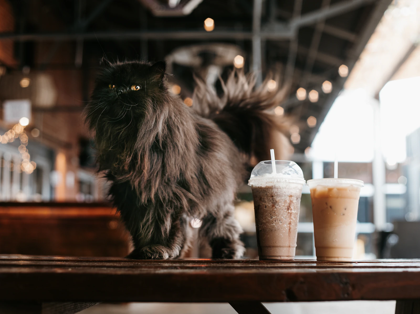 Whiskers & Wine Cat Cafe