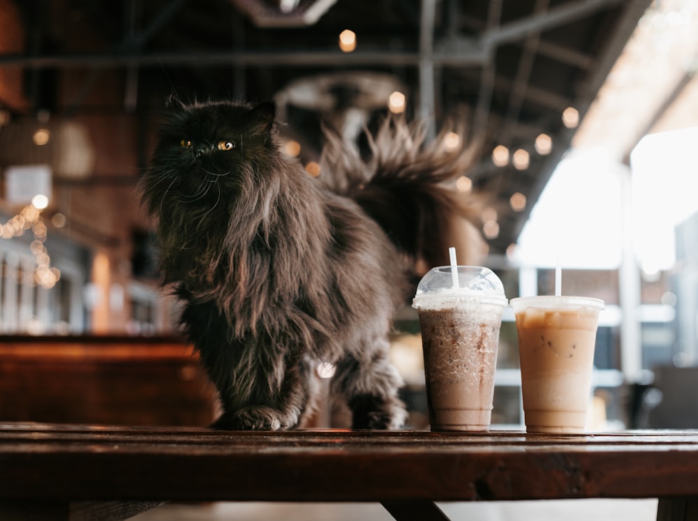 black cat on brown wooden table