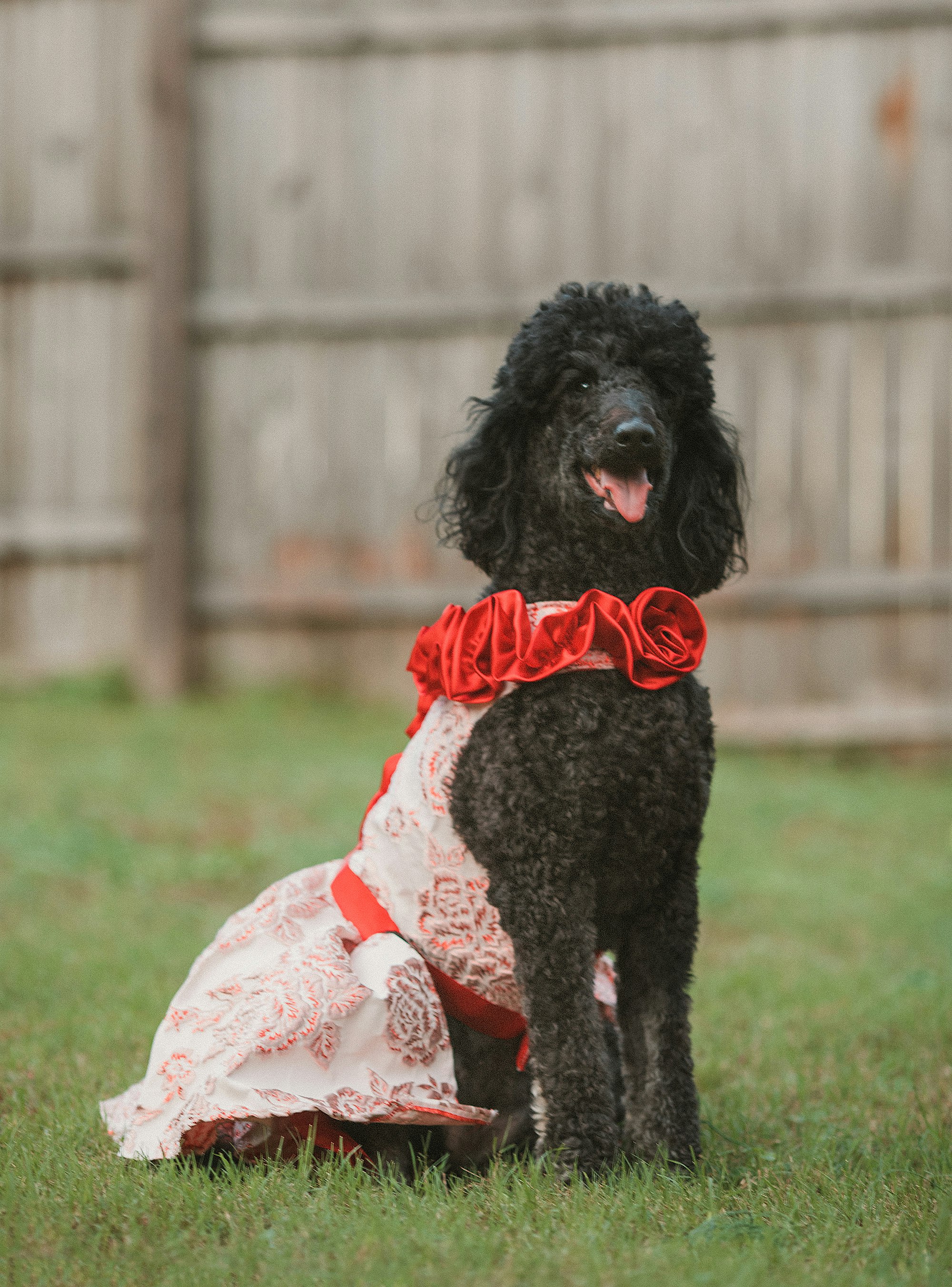 A black poodle wearing a dress poses in a sit.