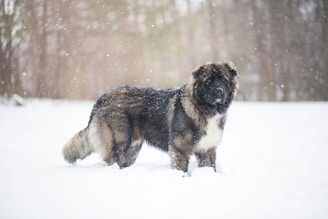 black and white short coated dog on snow covered ground during daytime