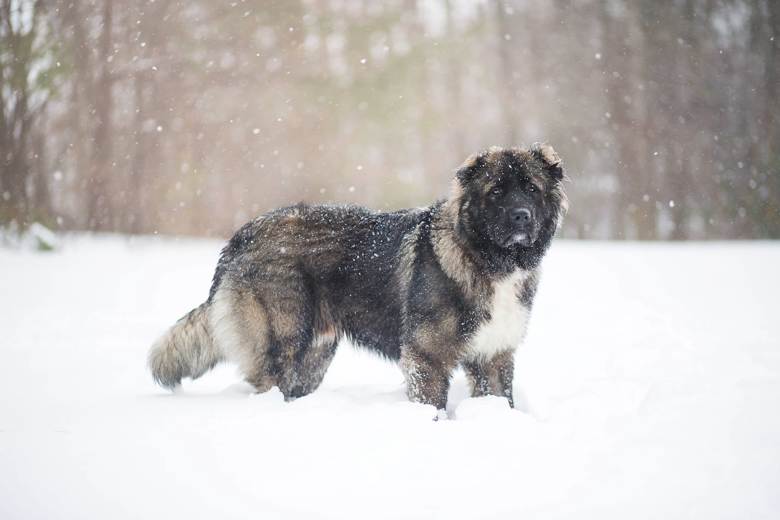 Caucasian Ovcharka standing in snow, photo on Unsplash