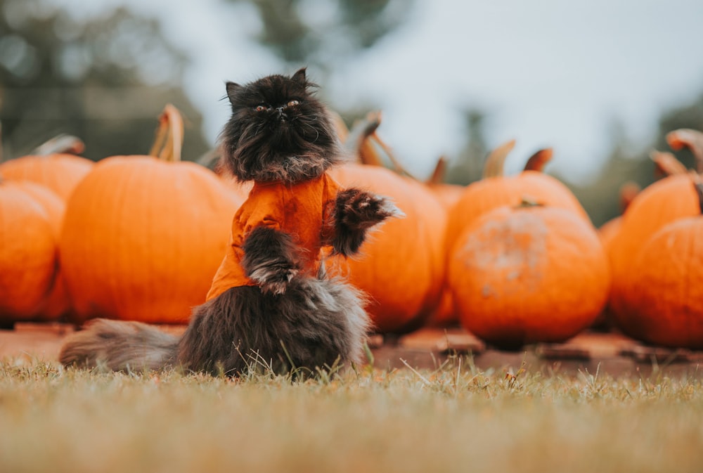 black and white long fur cat on pumpkin field during daytime