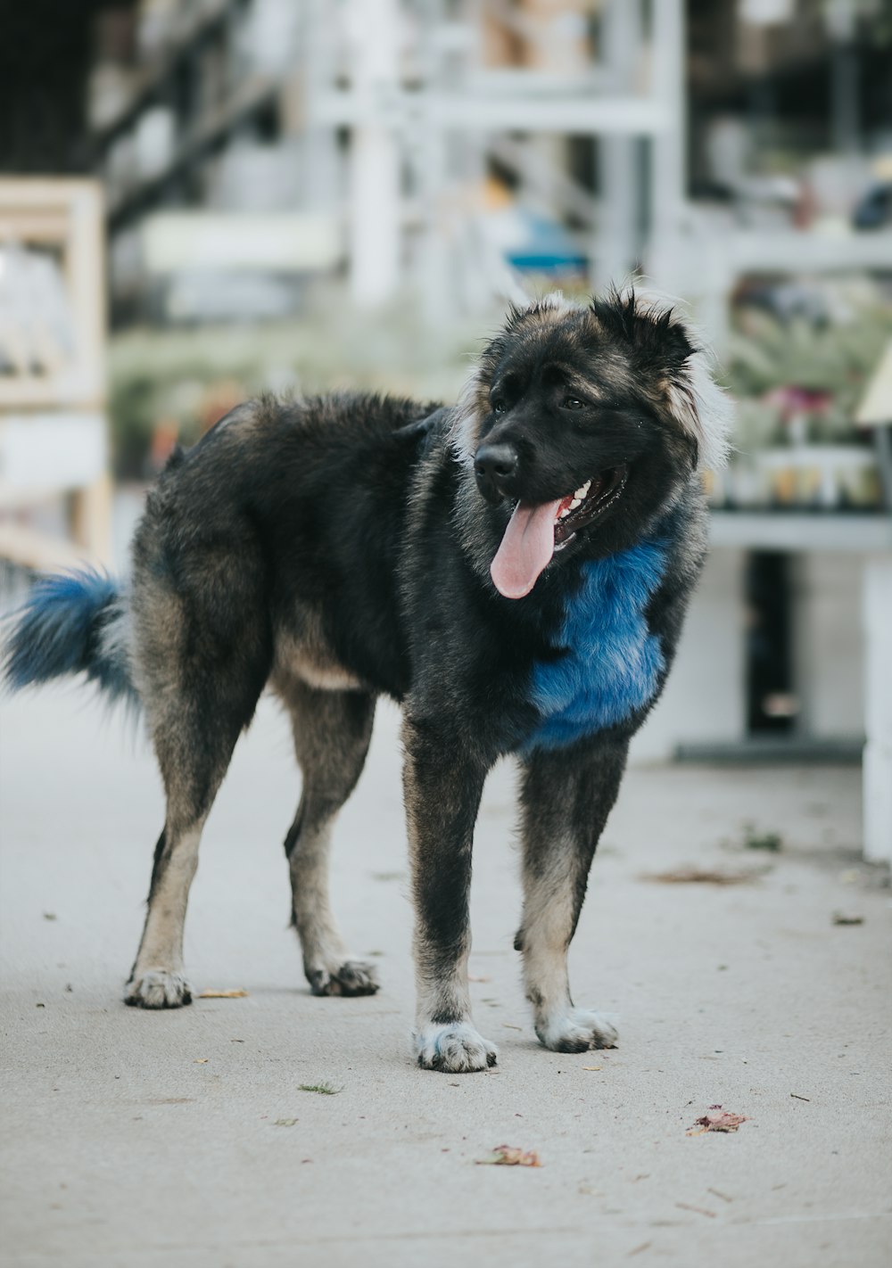 black and tan german shepherd