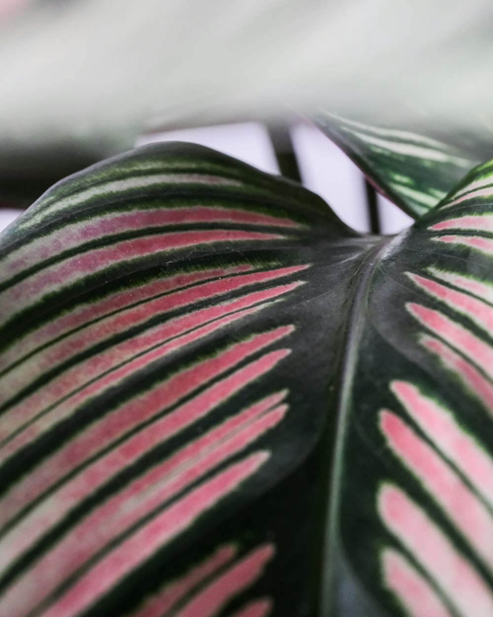 green and purple leaf plant