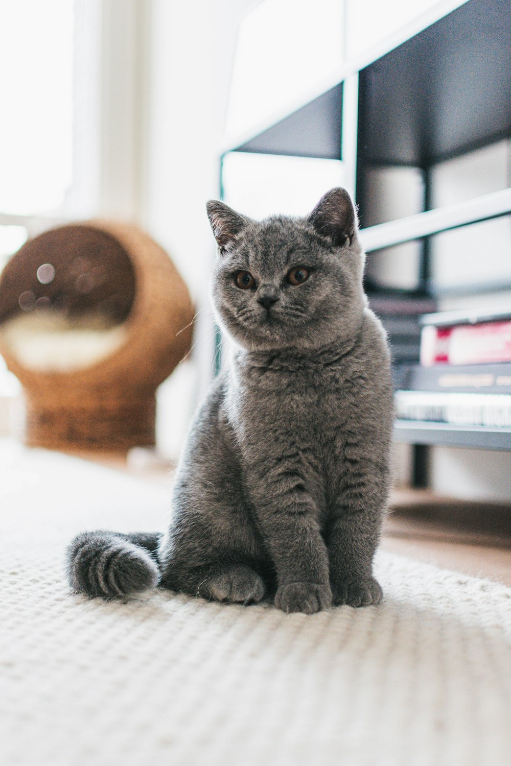 russian blue cat on white textile