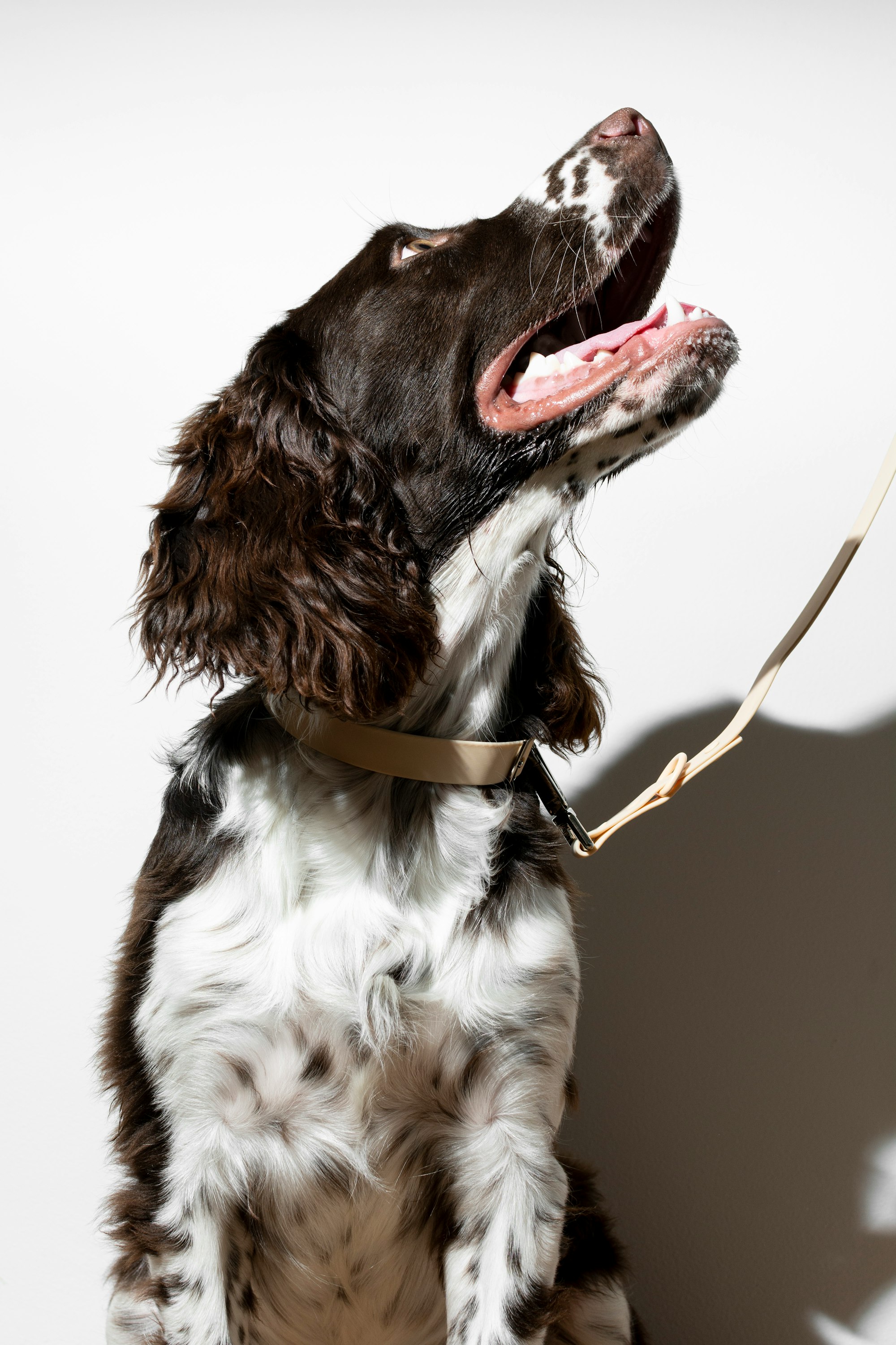 best dog collars for large dogs