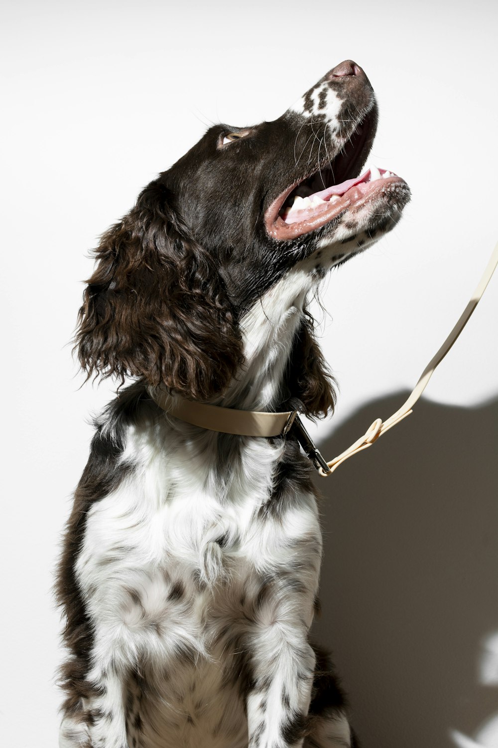 black and white short coated dog with brown leather leash