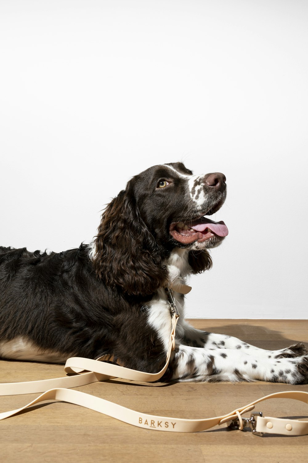 black and white border collie