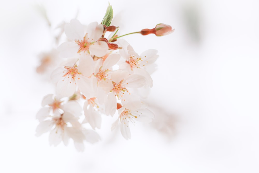 white cherry blossom in close up photography