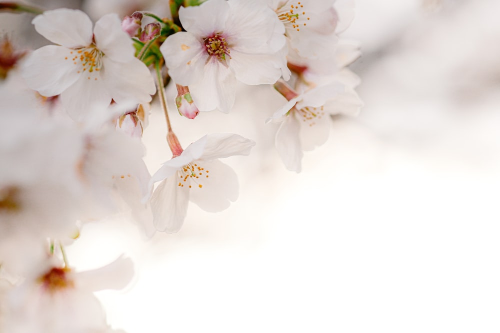 white flowers on white background