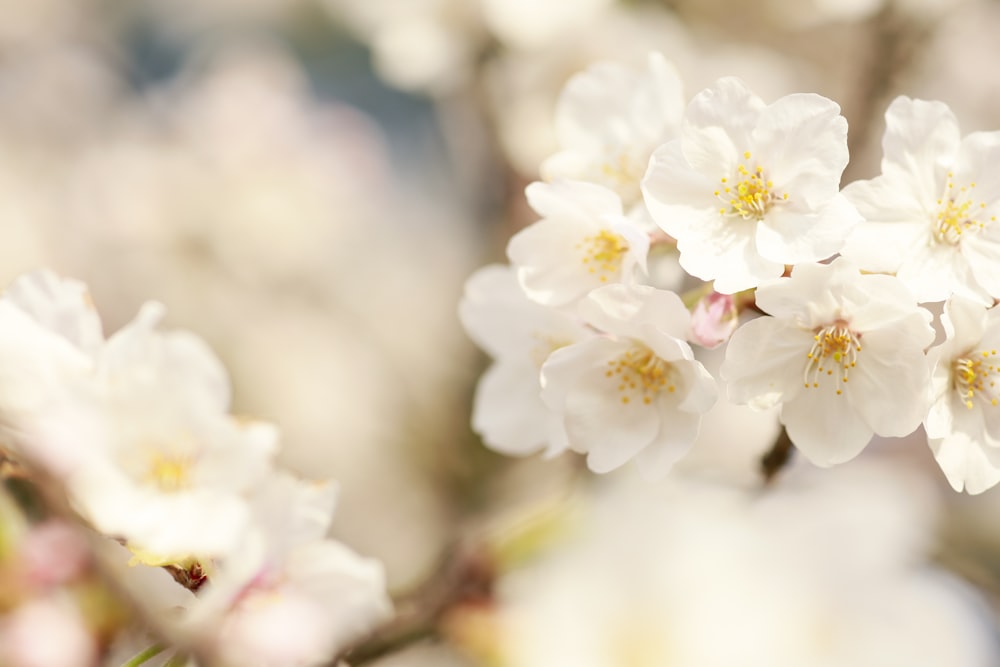 white cherry blossom in close up photography