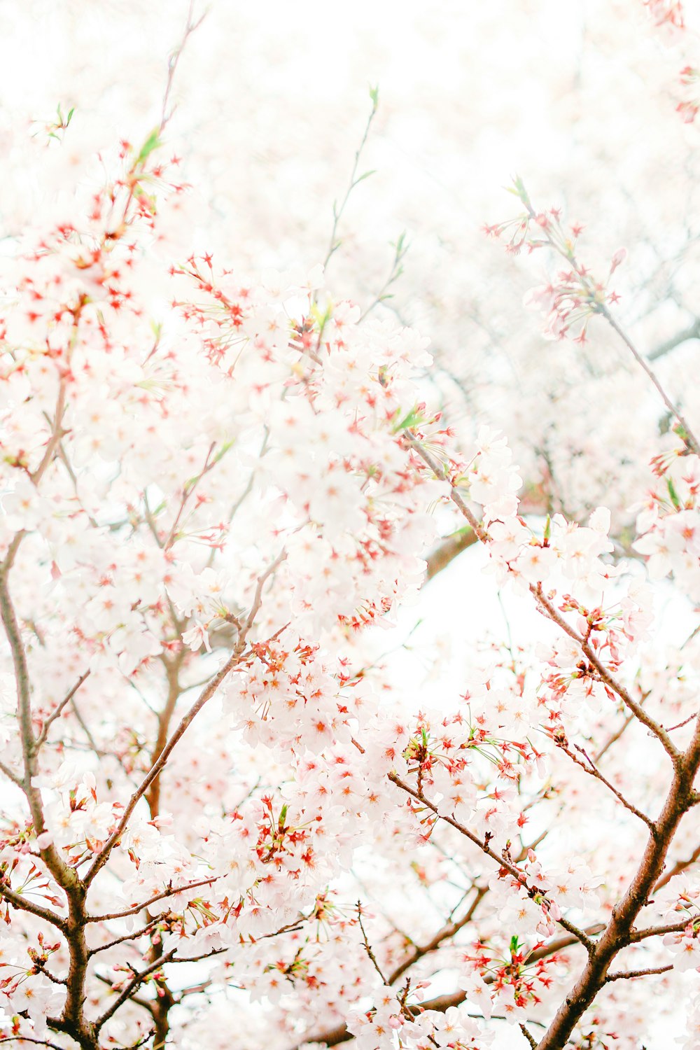 pink cherry blossom tree during daytime