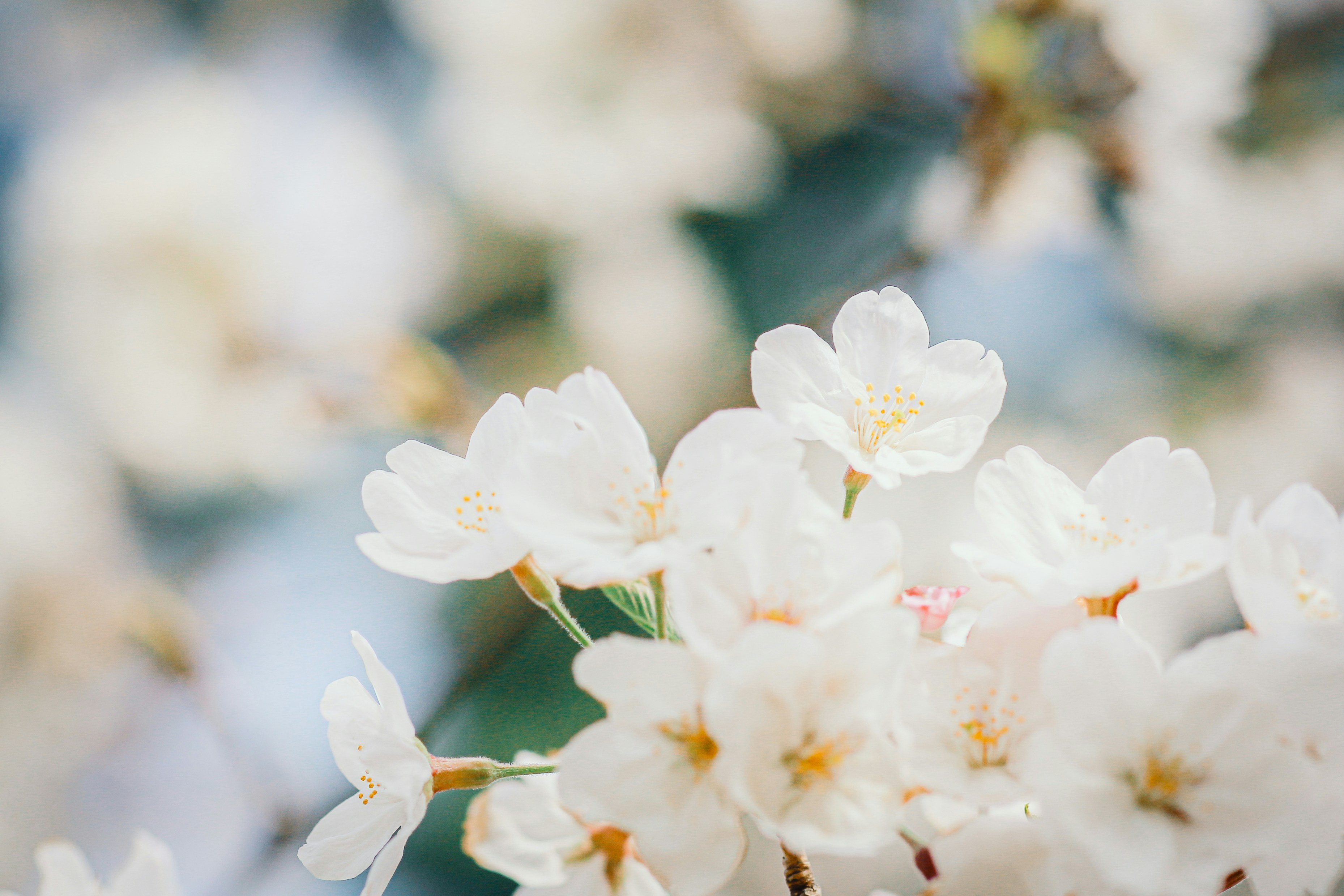 Photo by shimikumi32