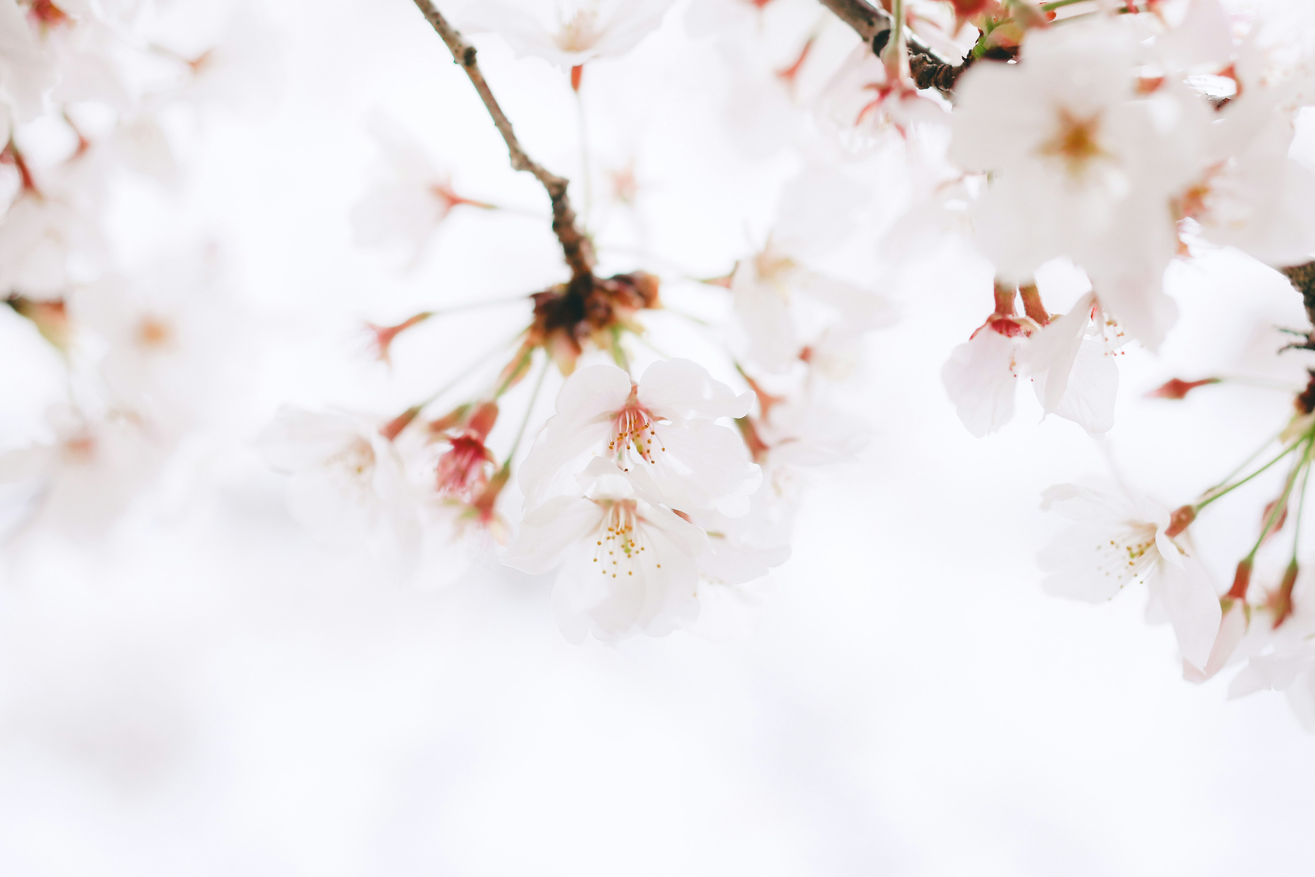 white and brown flower in close up photography