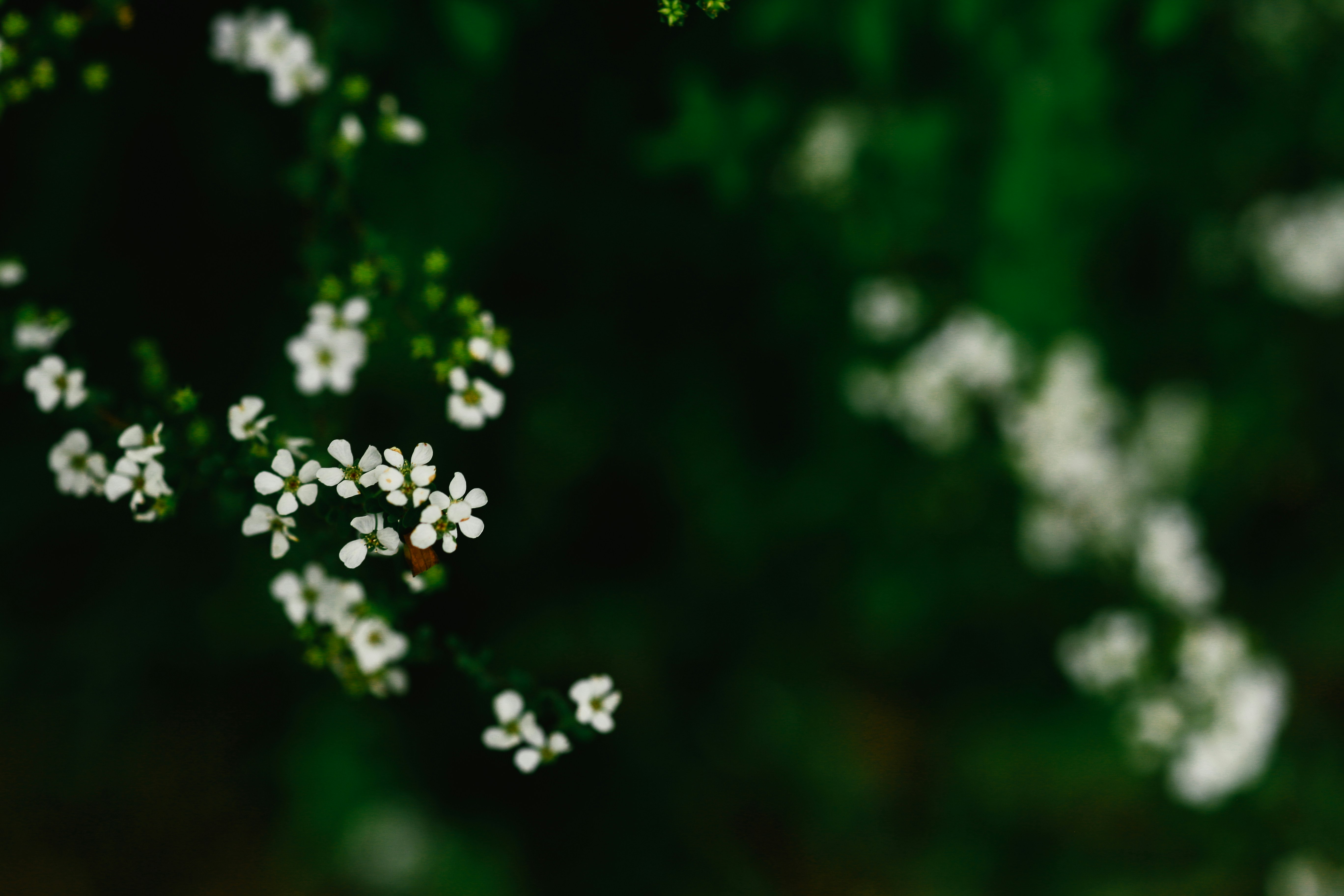 Photo by shimikumi32