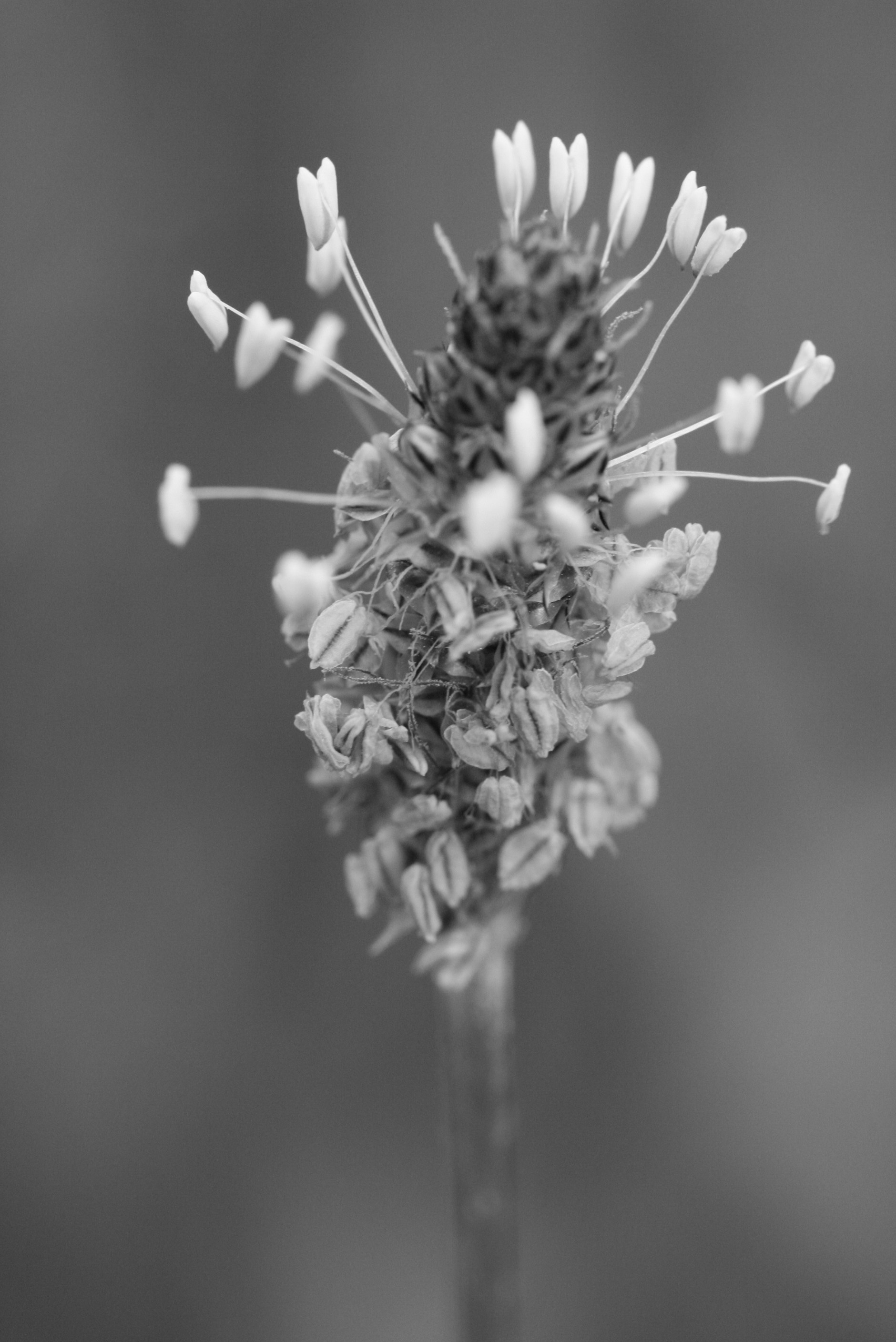 white flower in tilt shift lens