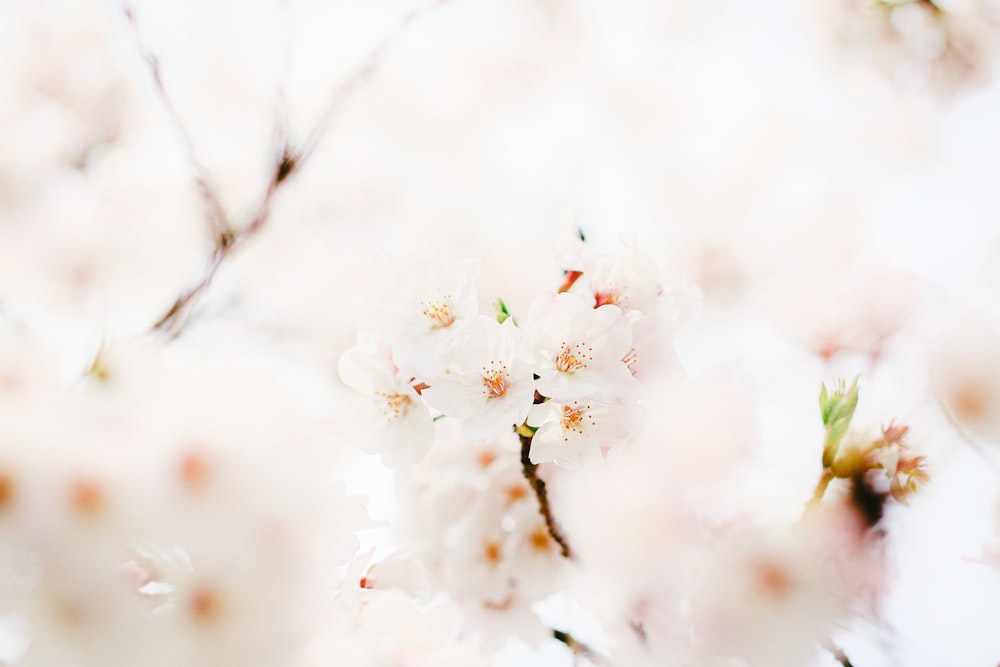 white cherry blossom in close up photography