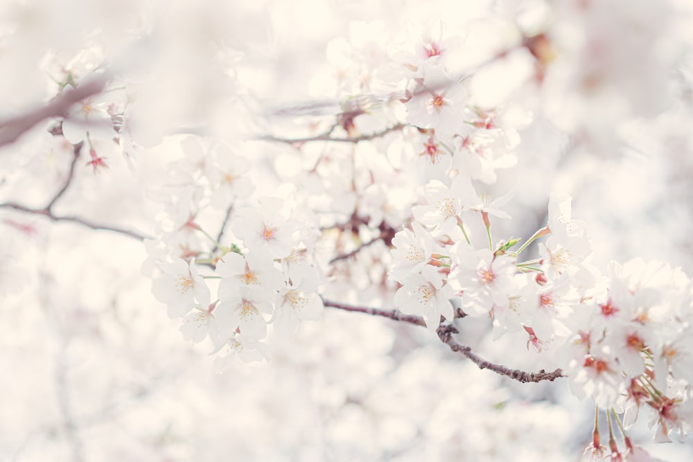 white cherry blossom in close up photography