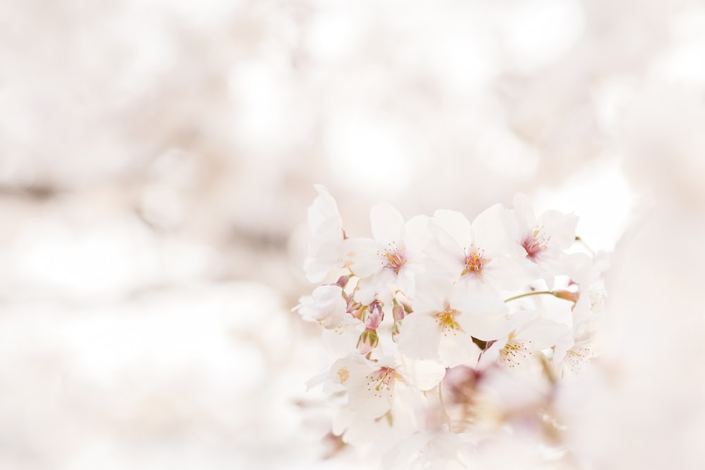 white cherry blossom in close up photography